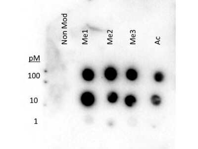 Dot Blot: Histone H3 [Methyl Lys27] Antibody [NBP2-44208] - Histone H3 [Methyl Lys 27] Antibody [NBP2-44208] - Lane 1: Unmodified. Lane 2: me1. Lane 3: me2. Lane 4: me3. Lane 5: ac. Load: 1, 10, and 100 picomoles of peptide.